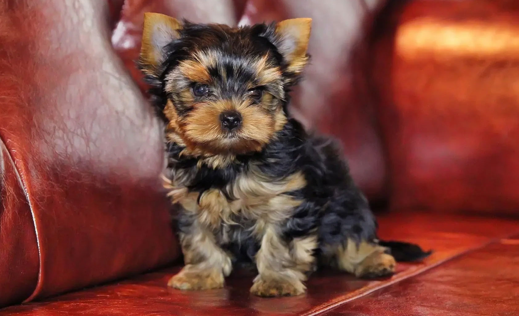 Aseo del cachorro de York