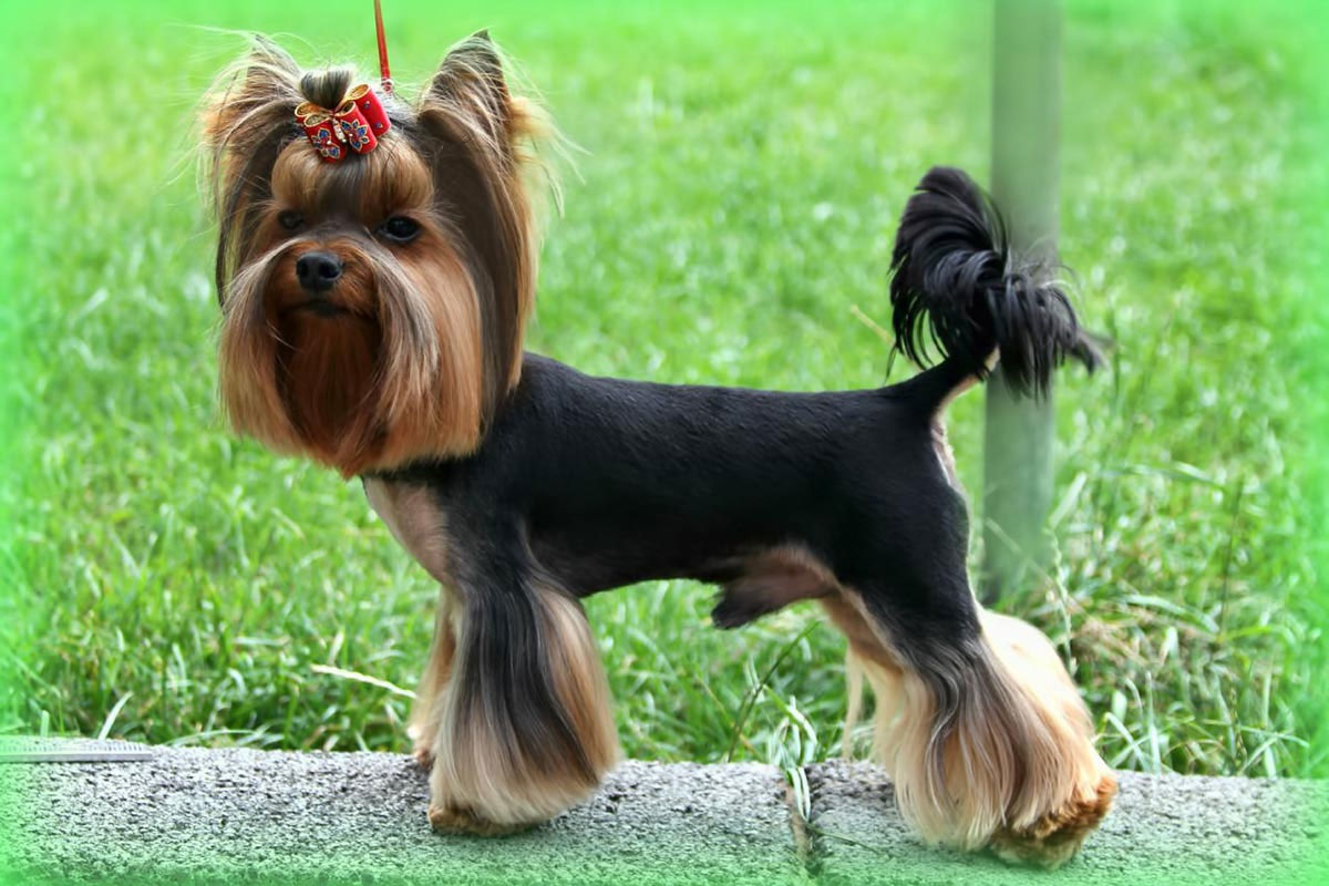 Corte corto para York