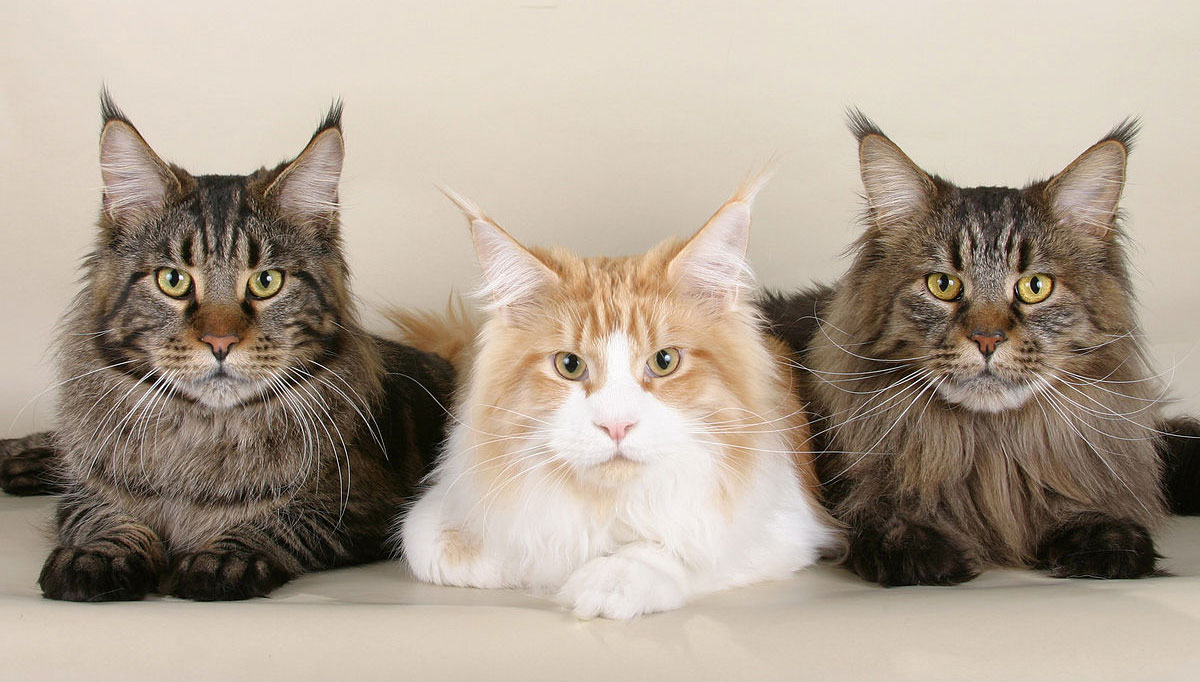 Gatos de raza Maine Coon