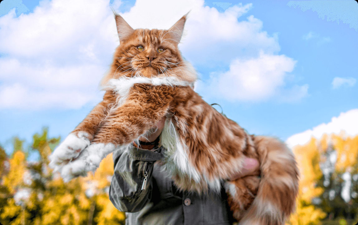 Maine Coon: cuidados y mantenimiento