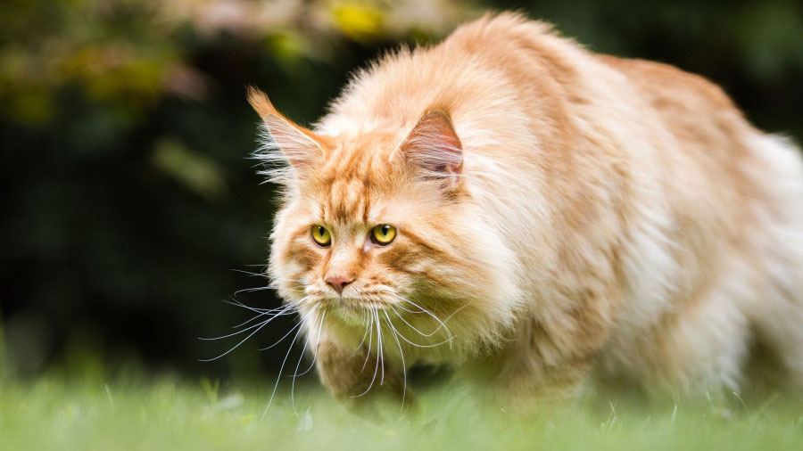 Particularidades del cuidado de los gatos de raza Maine Coon