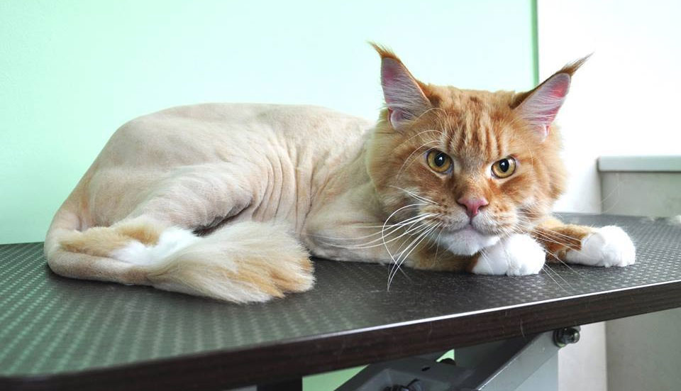¿Se puede cortar el pelo al Maine Coon?