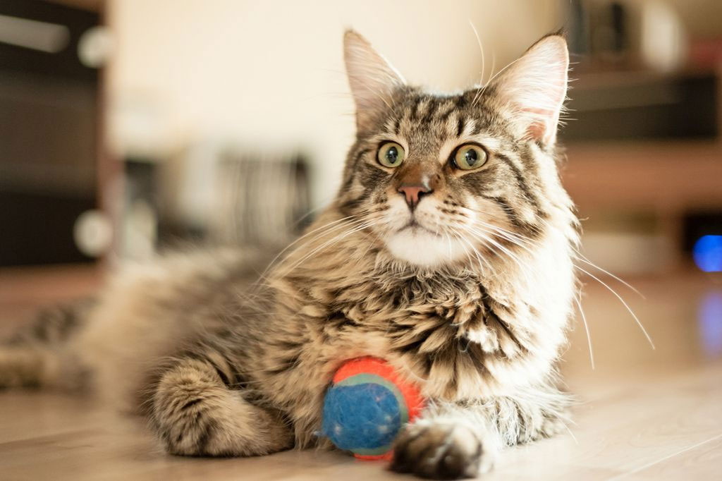 Qué necesita el Maine Coon en casa