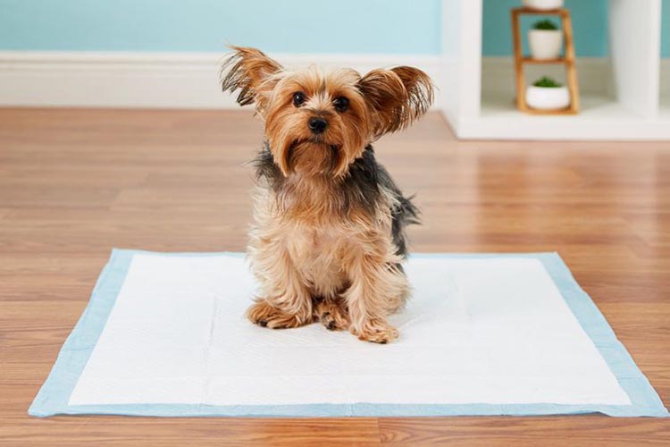 Acostumbrar al perro al baño sobre el pañal