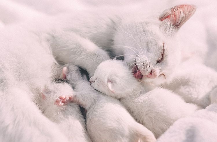 La gata y los gatitos recién nacidos