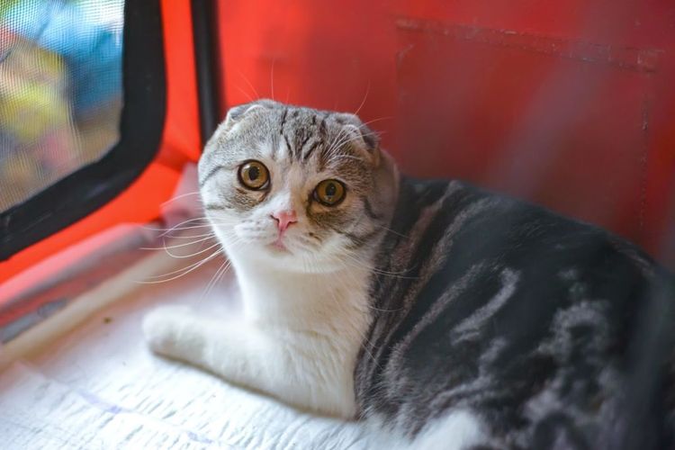 Gata de orejas caídas