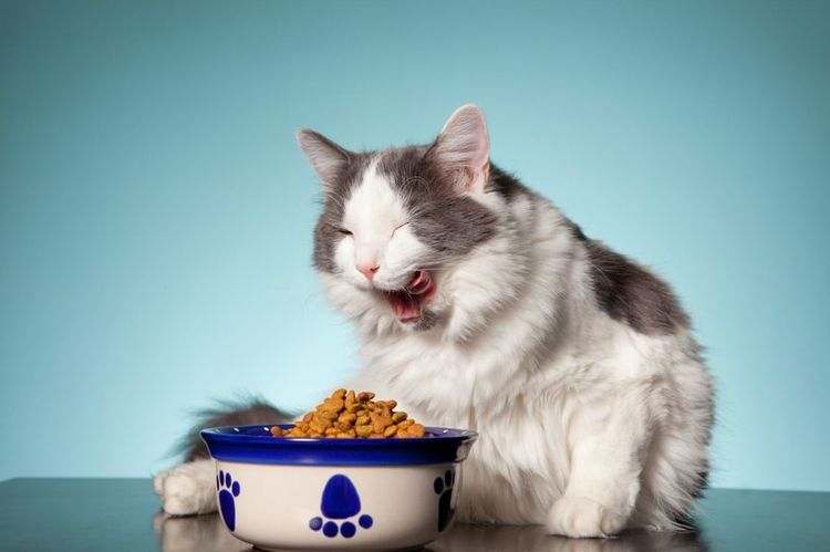 El gato come alimento seco de un cuenco