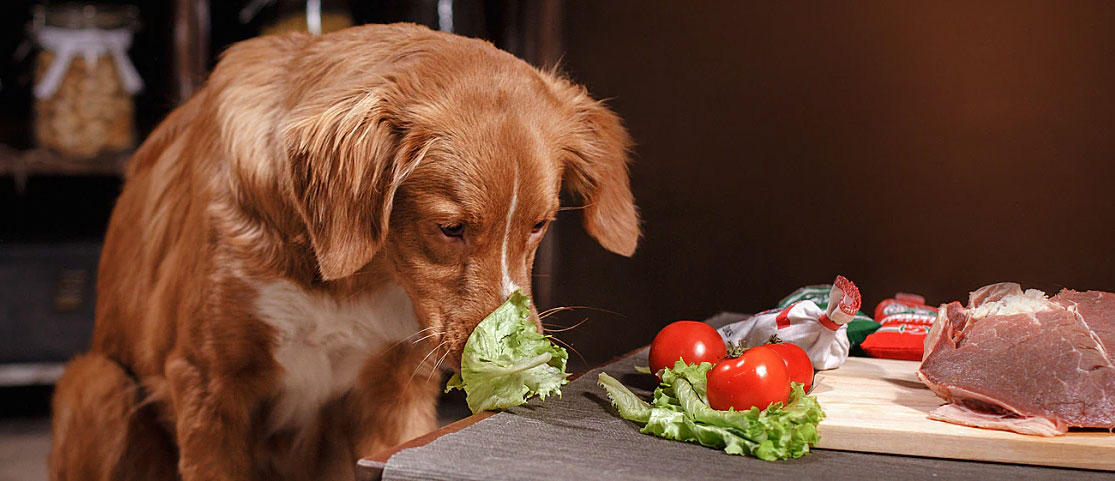 Verduras en la dieta del perro