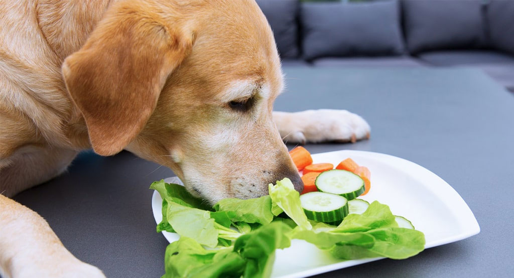 Fuentes de fibra en la dieta del perro