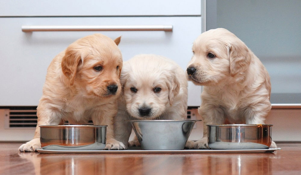 ¿Necesitan fibra los cachorros?