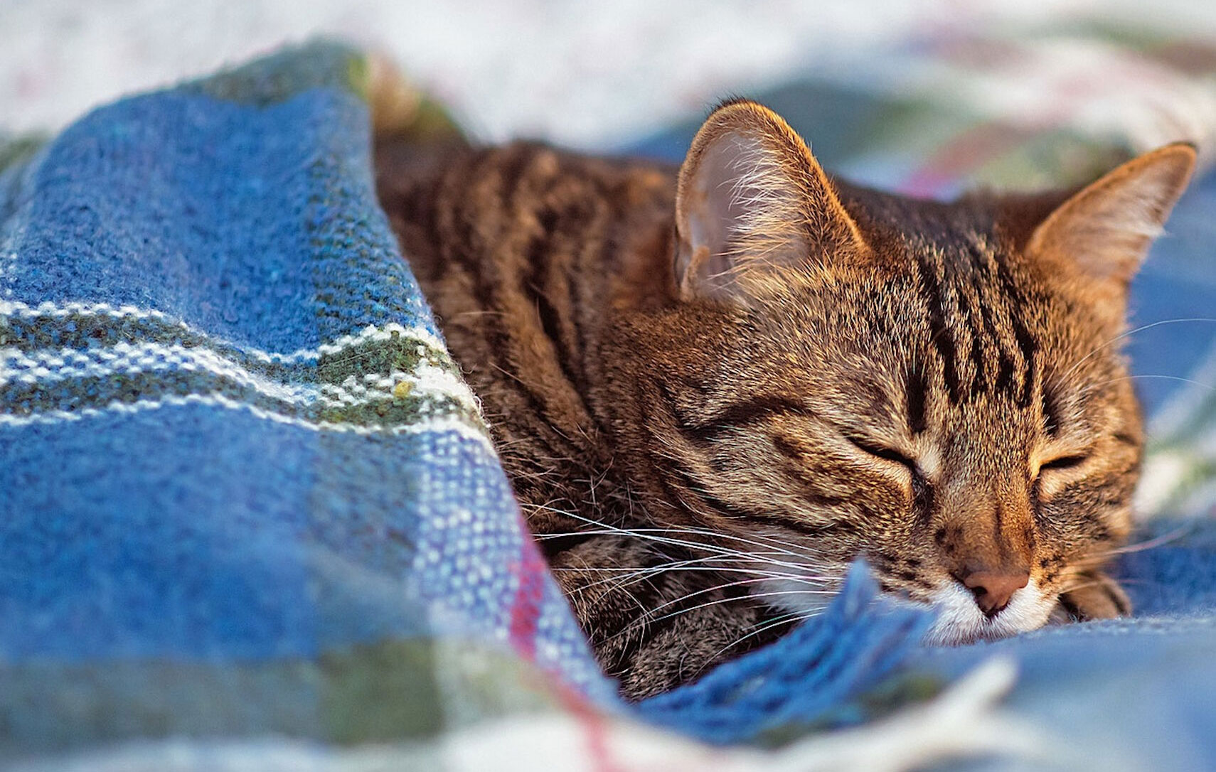 Tipos de ronquidos en gatos