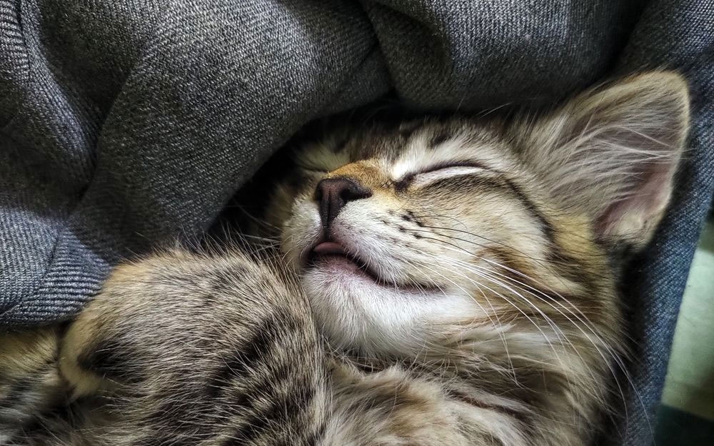 Causas de los ronquidos en gatos