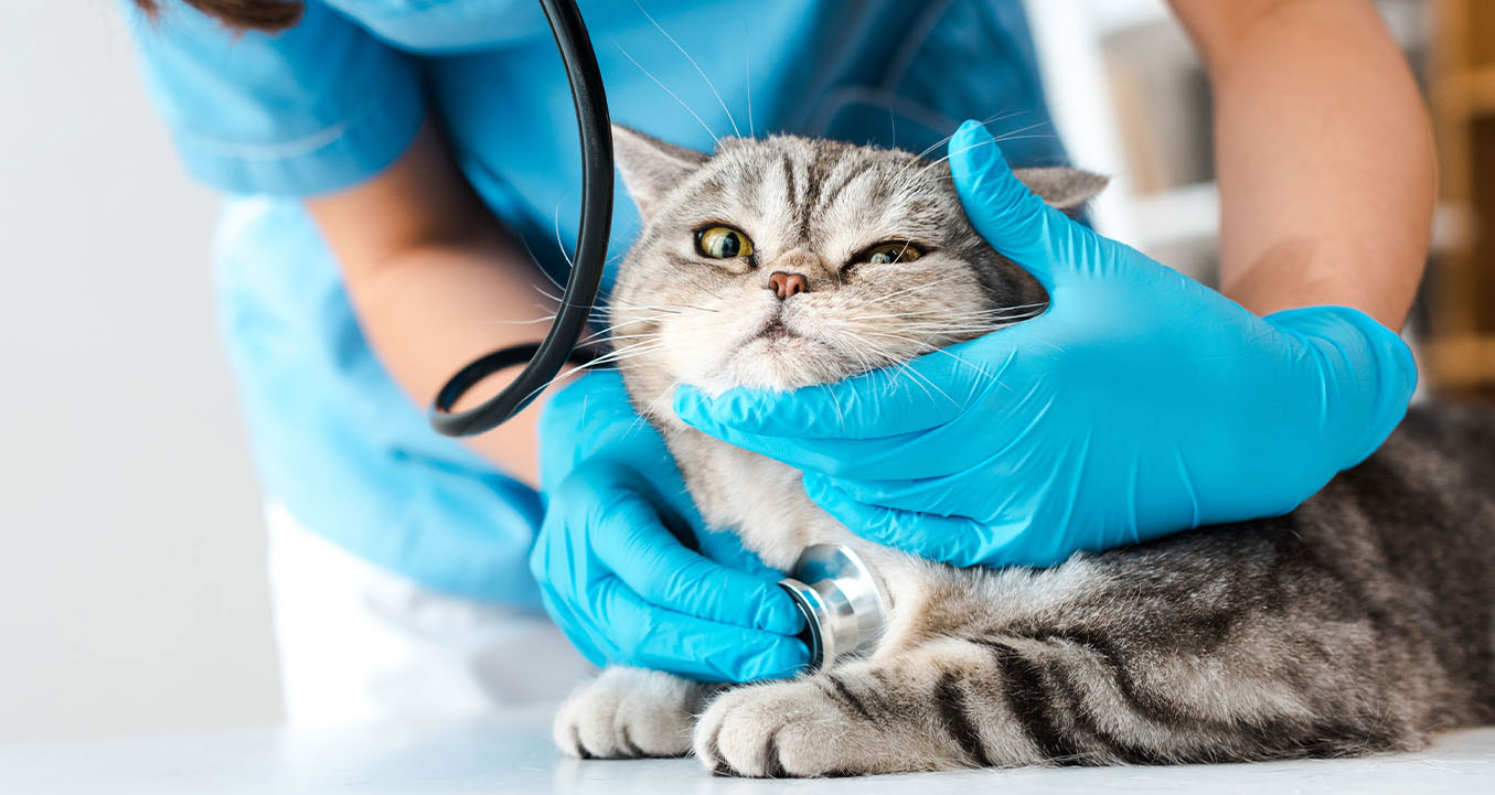Causas médicas del ronquido en los gatos
