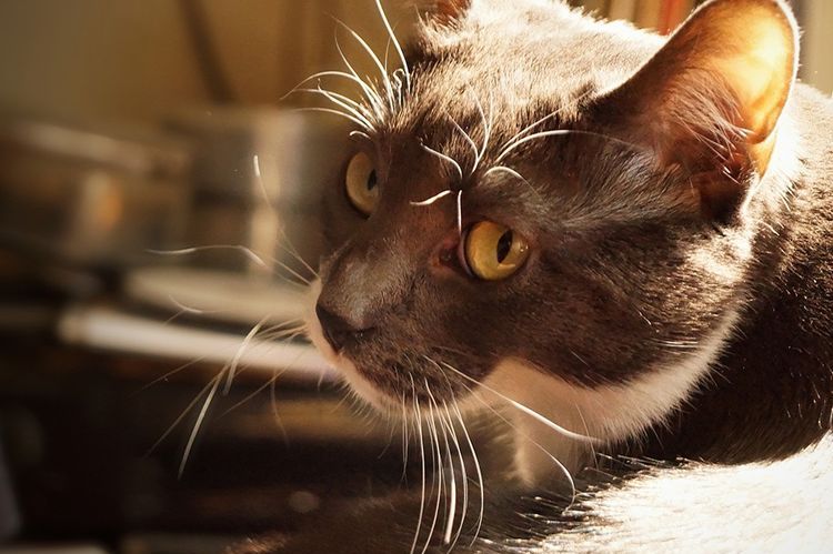 Sangre en la orina del gato