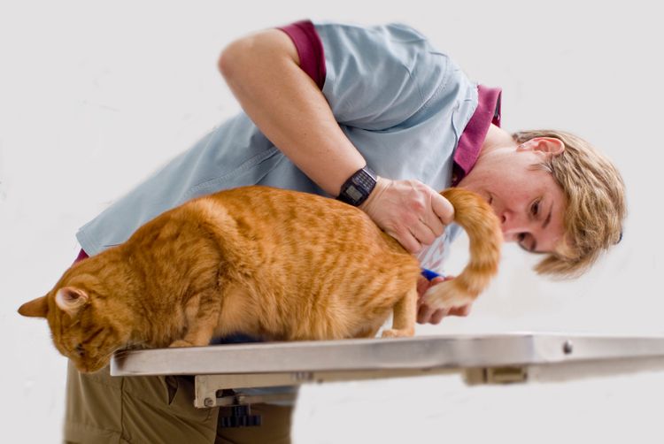 Examen veterinario
