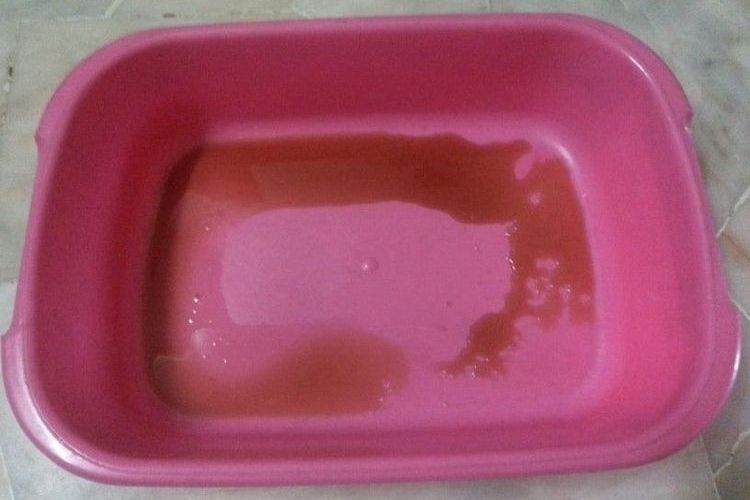 Sangre en la orina del gato