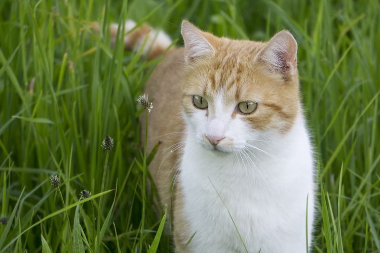 ¿Las garrapatas pican a los gatos?
