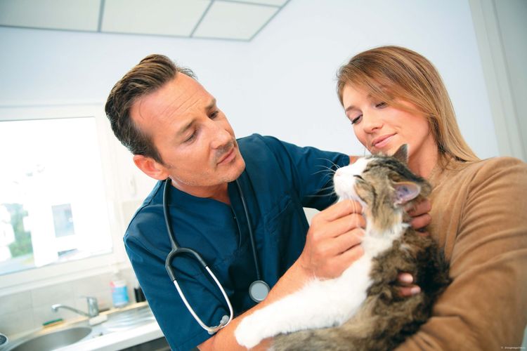 Un veterinario examina a un gato