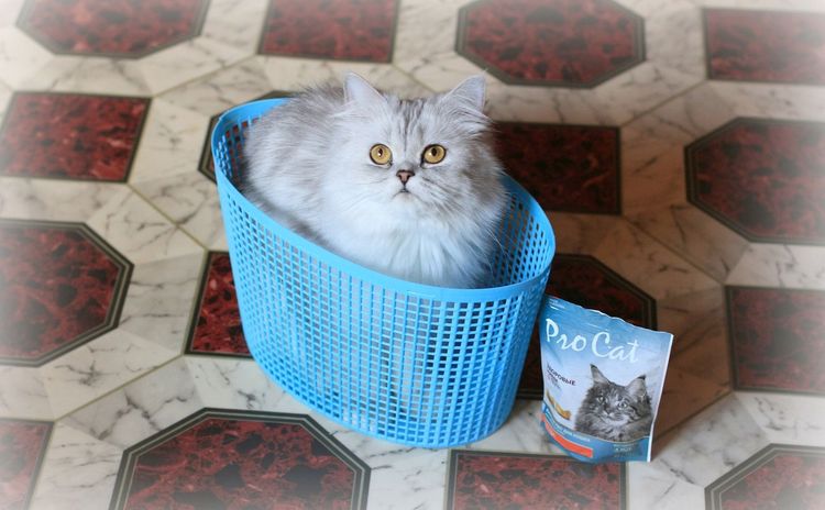 Golosinas para gatos Pro Cat