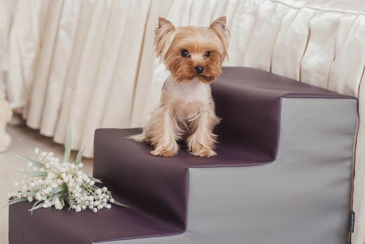 Chihuahua en una escalera para perros