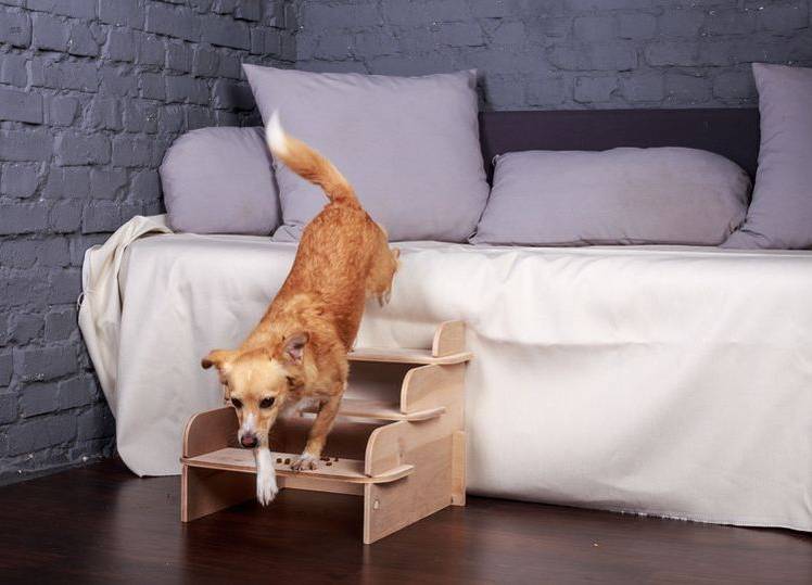 lesenka-dlya-sobak-melkih-porod-kakuyu-vybrat-6 Escalera adosada para perros