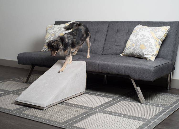 lesenka-dlya-sobak-melkih-porod-kakuyu-vybrat-7 El perro baja por la escalerita