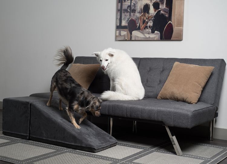 lesenka-dlya-sobak-melkih-porod-kakuyu-vybrat-9 Tipos de escaleras para perros de razas pequeñas