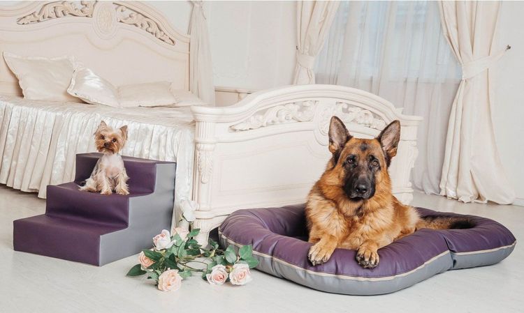 Escalera para perros de razas pequeñas