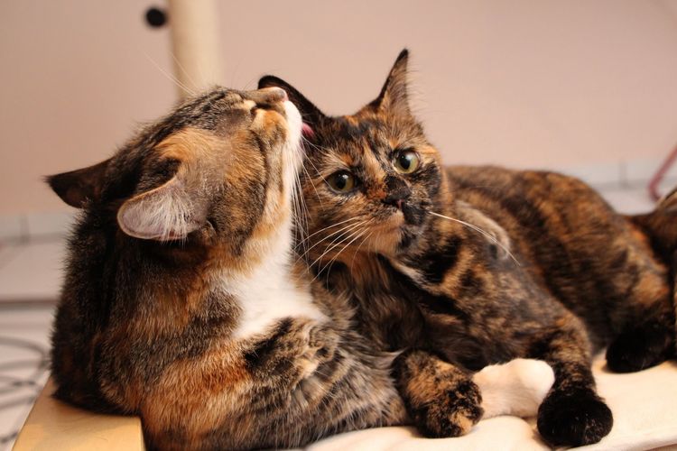 El gato y la gata