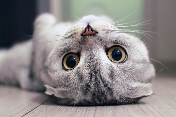 Gato gris