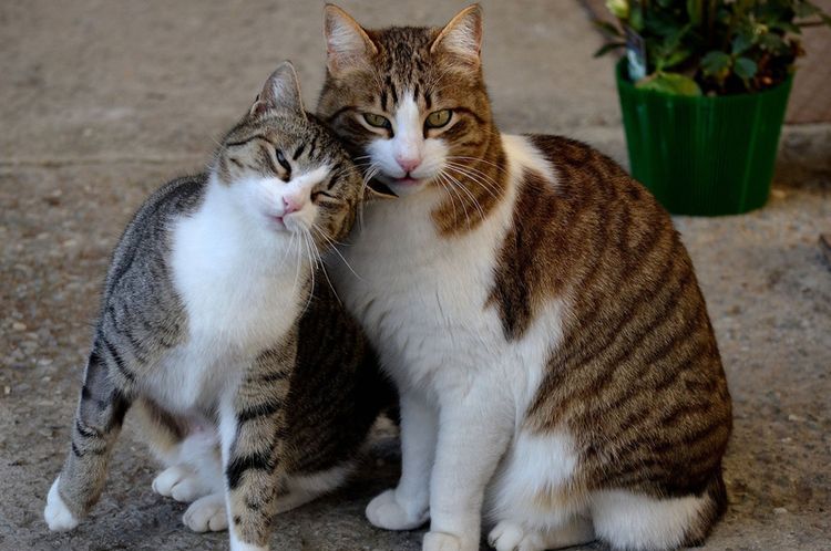 Gata y gato