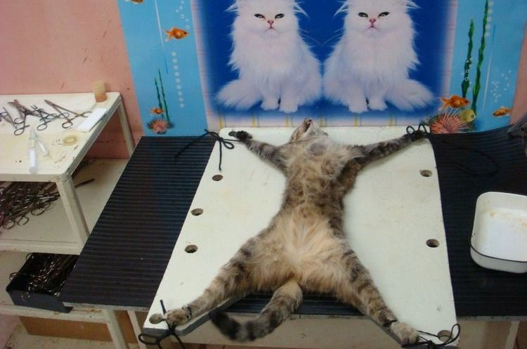 Esterilización de la gata