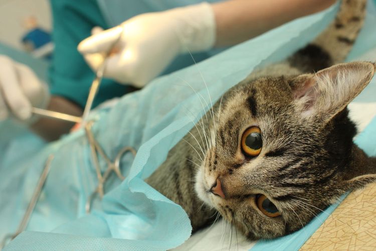 Se esteriliza a la gata