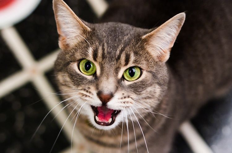 ¿Se puede esterilizar a una gata durante el celo?
