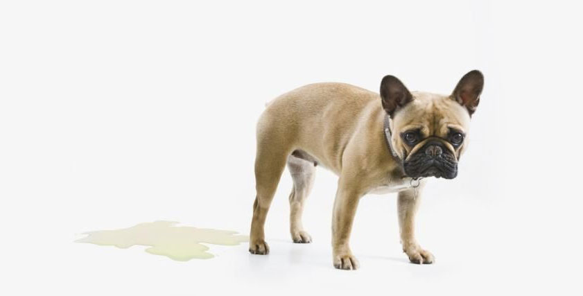 Causas de la incontinencia urinaria en perros: causas y tratamiento