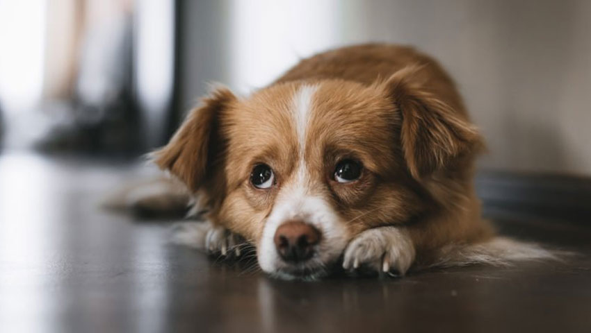 Por qué se produce incontinencia urinaria en perros