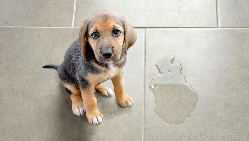 Estrés e hiperactividad como causas de los frecuentes charcos en el cachorro