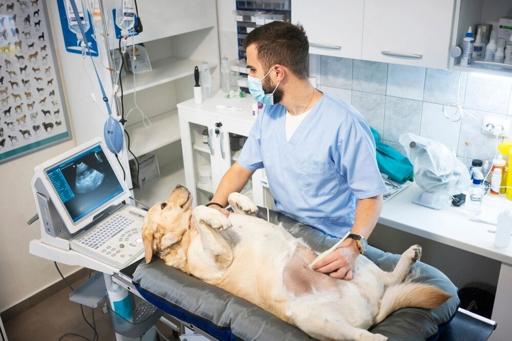 Ecografía a un perro