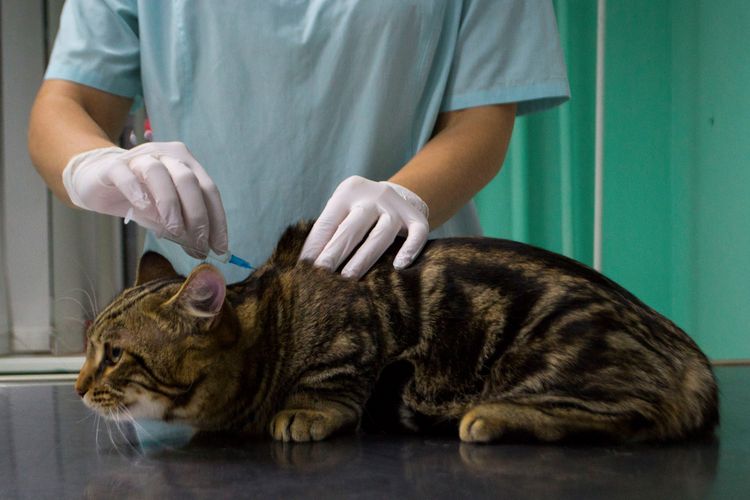 Vacunación del gato