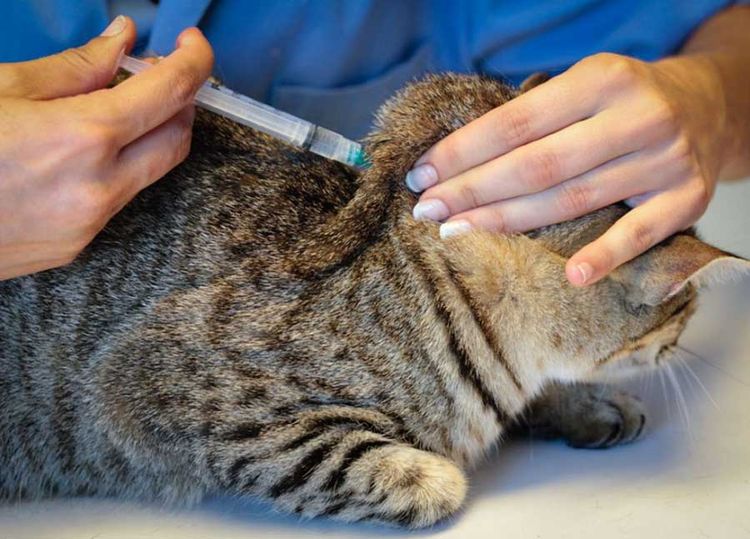 Vacunación de una gata con Nobivac