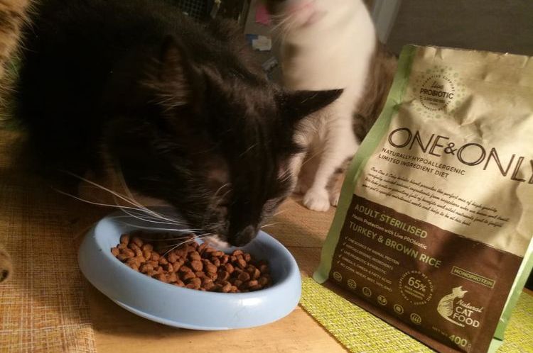 Gato comiendo comida One&Only