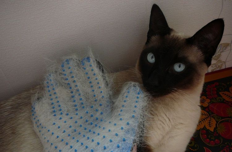 Guante para cepillar gatos
