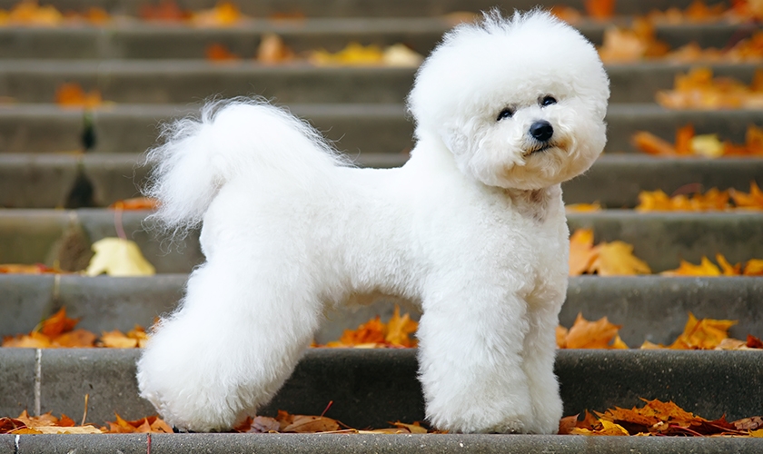 Bichón frisé