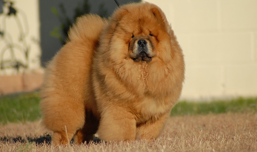 Chow chow