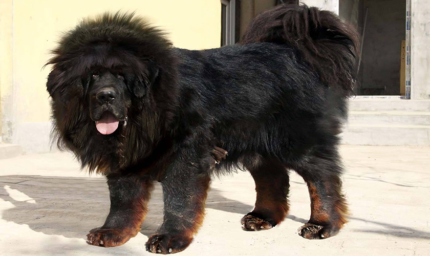 Mastín tibetano