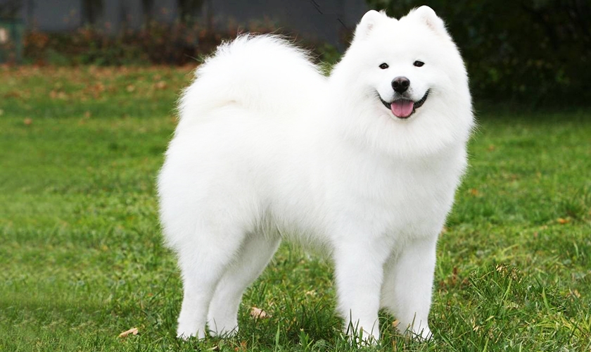 Samoyedo