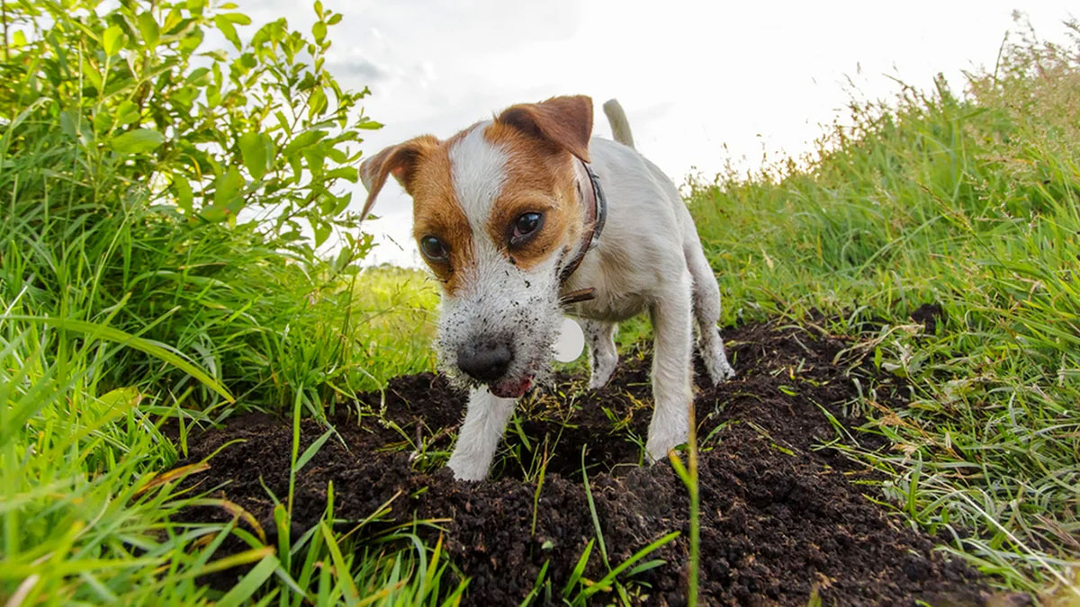Por qué a los perros les gusta cavar hoyos