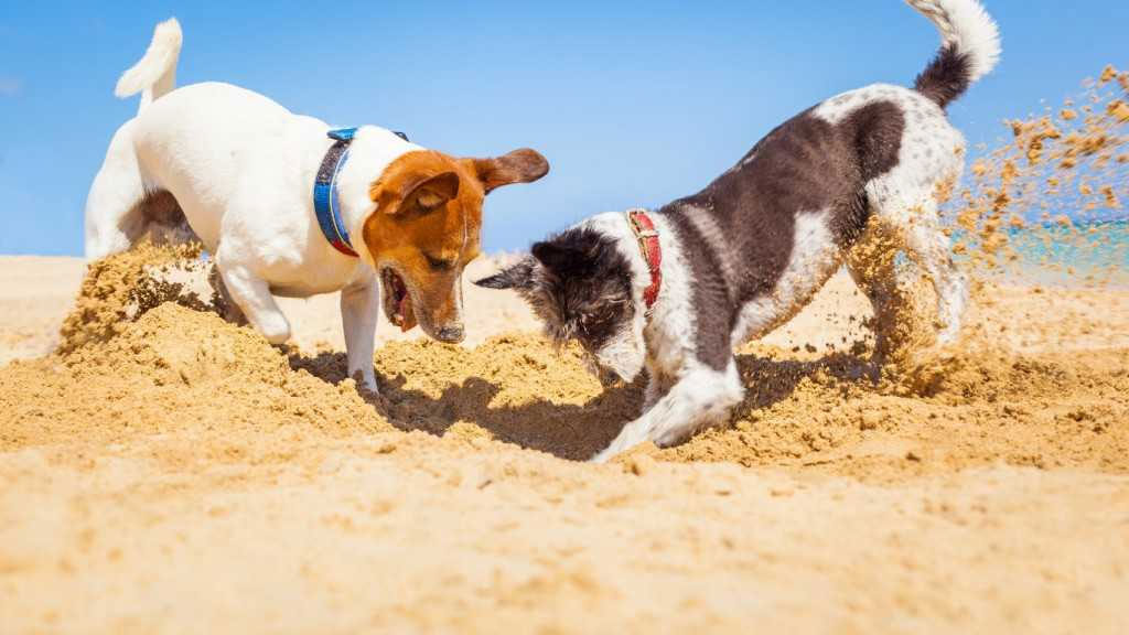 Los perros cavan un hoyo