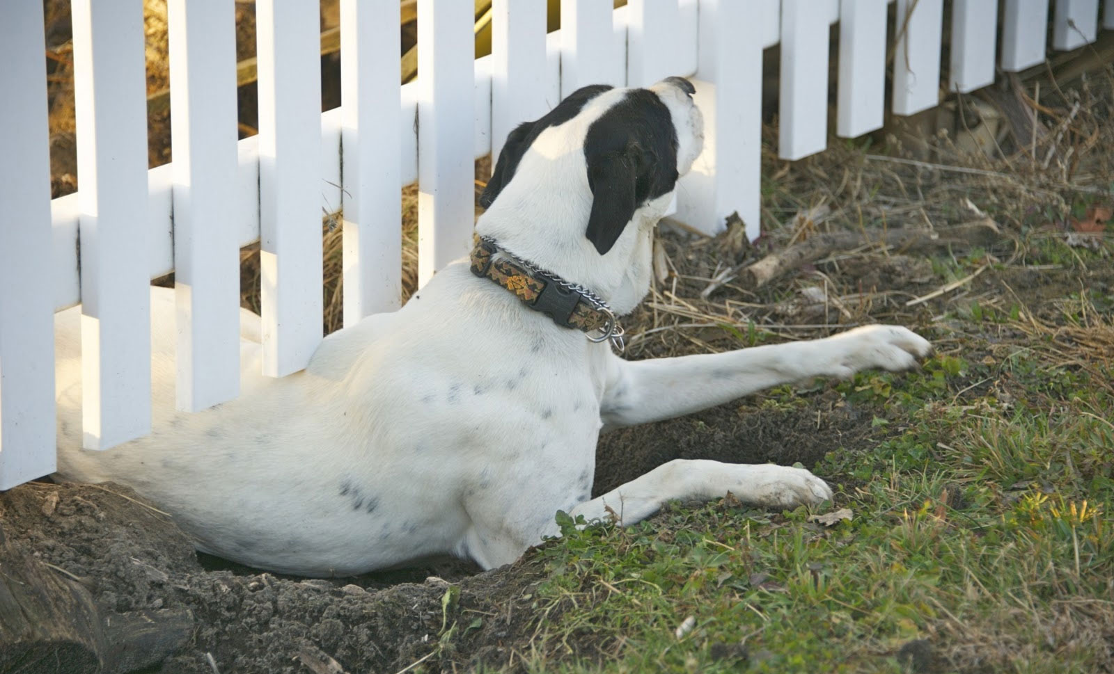 El perro ha hecho un túnel debajo de la valla.