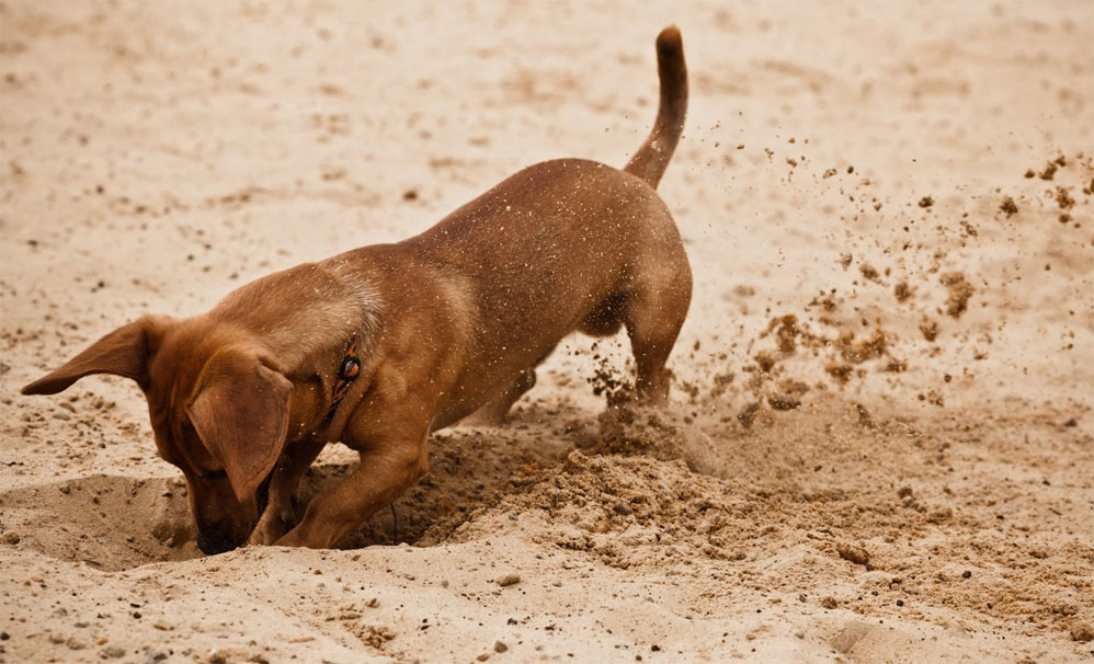 Cómo disuadir al perro de cavar hoyos